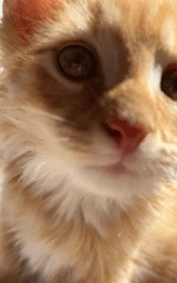 Кошка плащ Майнкрафт — скачать бесплатно