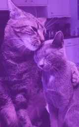 Кошка плащ Майнкрафт — скачать бесплатно