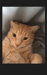 Кошка плащ Майнкрафт — скачать бесплатно