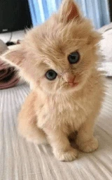 Кошка плащ Майнкрафт — скачать бесплатно