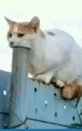 Животное плащ Майнкрафт — скачать бесплатно