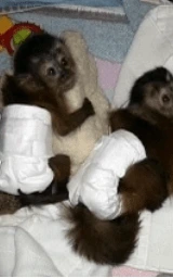 Кошка плащ Майнкрафт — скачать бесплатно