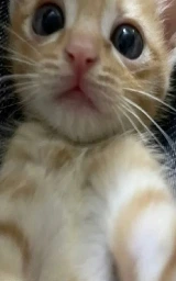 Кошка плащ Майнкрафт — скачать бесплатно