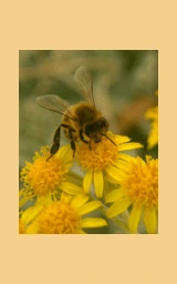 Жёлтый плащ Майнкрафт — скачать бесплатно