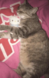 Кошка плащ Майнкрафт — скачать бесплатно