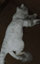 Кошка плащ Майнкрафт — скачать бесплатно