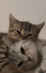 Животное плащ Майнкрафт — скачать бесплатно