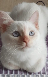 Кошка плащ Майнкрафт — скачать бесплатно