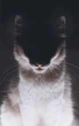 Кошка плащ Майнкрафт — скачать бесплатно