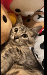 Кошка плащ Майнкрафт — скачать бесплатно