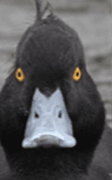 Животное плащ Майнкрафт — скачать бесплатно