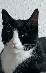 Кошка плащ Майнкрафт — скачать бесплатно