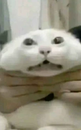 Кошка плащ Майнкрафт — скачать бесплатно
