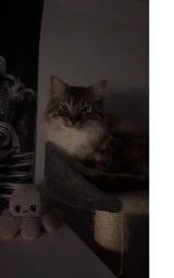 Кошка плащ Майнкрафт — скачать бесплатно