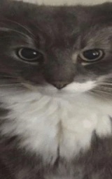 Кошка плащ Майнкрафт — скачать бесплатно