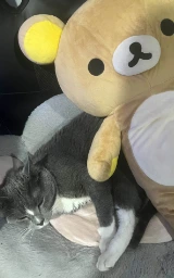 Медведь плащ Майнкрафт — скачать бесплатно