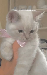 Кошка плащ Майнкрафт — скачать бесплатно