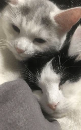 Кошка плащ Майнкрафт — скачать бесплатно