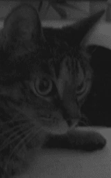 Кошка плащ Майнкрафт — скачать бесплатно