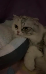Кошка плащ Майнкрафт — скачать бесплатно