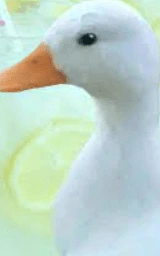 Утка плащ Майнкрафт — скачать бесплатно