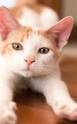 Кошка плащ Майнкрафт — скачать бесплатно