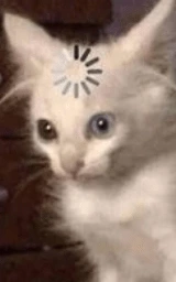 Кошка плащ Майнкрафт — скачать бесплатно