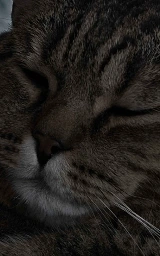 Кошка плащ Майнкрафт — скачать бесплатно