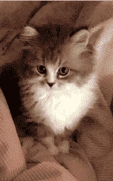 Кошка плащ Майнкрафт — скачать бесплатно