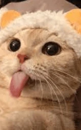 Кошка плащ Майнкрафт — скачать бесплатно