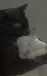 Животное плащ Майнкрафт — скачать бесплатно