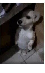 Животное плащ Майнкрафт — скачать бесплатно