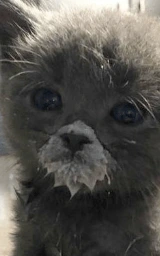 Животное плащ Майнкрафт — скачать бесплатно