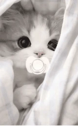 Кошка плащ Майнкрафт — скачать бесплатно