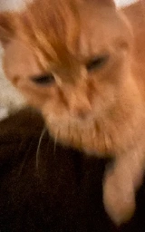 Кошка плащ Майнкрафт — скачать бесплатно