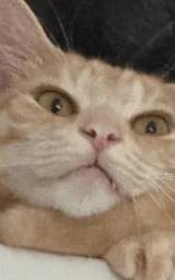 Кошка плащ Майнкрафт — скачать бесплатно