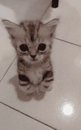 Кошка плащ Майнкрафт — скачать бесплатно