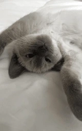 Животное плащ Майнкрафт — скачать бесплатно
