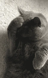 Кошка плащ Майнкрафт — скачать бесплатно