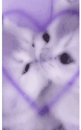 Кошка плащ Майнкрафт — скачать бесплатно