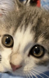 Кошка плащ Майнкрафт — скачать бесплатно