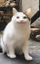 Кошка плащ Майнкрафт — скачать бесплатно