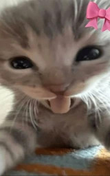Кошка плащ Майнкрафт — скачать бесплатно