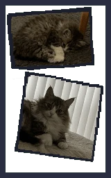 Кошка плащ Майнкрафт — скачать бесплатно
