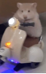 Кошка плащ Майнкрафт — скачать бесплатно