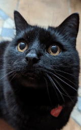 Кошка плащ Майнкрафт — скачать бесплатно