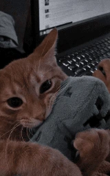Кошка плащ Майнкрафт — скачать бесплатно