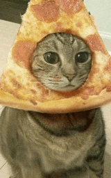 Кошка плащ Майнкрафт — скачать бесплатно