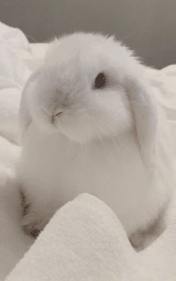 Животное плащ Майнкрафт — скачать бесплатно