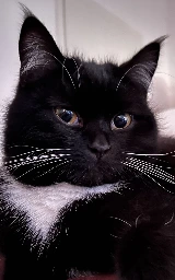 Кошка плащ Майнкрафт — скачать бесплатно